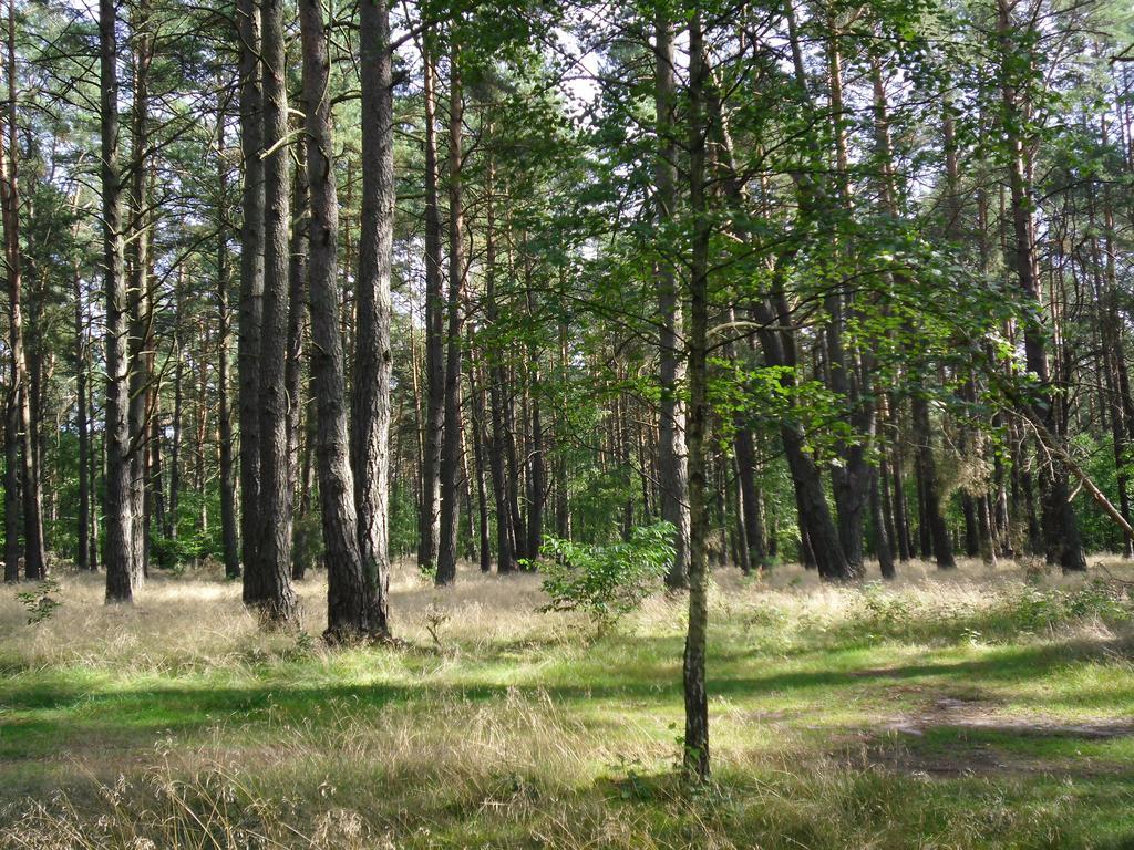 Kastavengrund - Ferienhaeuser Mit Kamin Lychen Ngoại thất bức ảnh